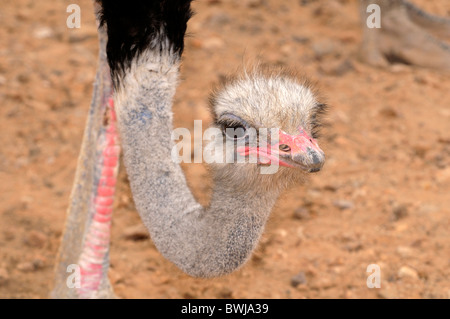 Portrait d'homme, de l'autruche Struthio camelus, autruches, Alexander Bay, le Namaqualand, Afrique du Sud Banque D'Images