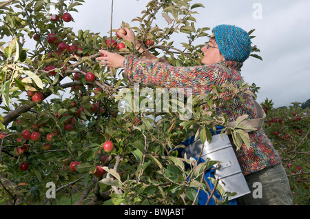 Manger des pommes récolte, UK Banque D'Images