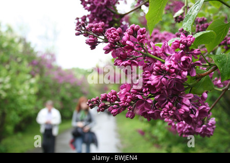 branche de lilas Banque D'Images