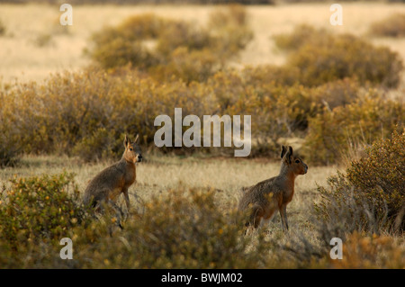 Mara Dolichotis patagonum Peninsula Valdes Puerto Madryn en Patagonie Argentine Amérique du Sud Banque D'Images