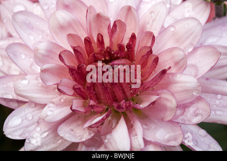 Gros plan d'une fleur rouge et rose de chrysanthème avec gouttes de pluie sur les pétales, Pays-Bas Banque D'Images