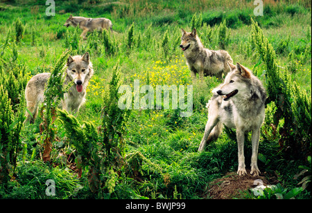 Loup gris eurasien Canis lupus lupus, aka, européen commun, le loup de la forêt. Highland Wildlife Park, Kingussie, Highland, Scotland Banque D'Images