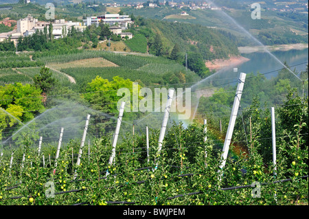 Apple tree orchard étant irriguées sprinkleur à Val di Non, Dolomites, Italie Banque D'Images