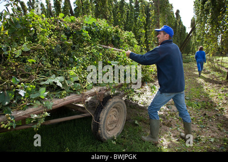 La récolte du houblon (Humulus lupulus) en cour de houblon de Poperinge, Belgique Banque D'Images