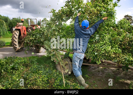 La récolte du houblon (Humulus lupulus) en cour de houblon de Poperinge, Belgique Banque D'Images