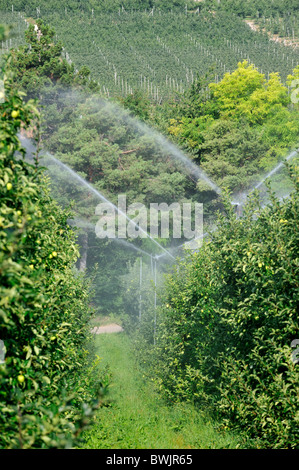 Apple tree orchard étant irriguées sprinkleur à Val di Non, Dolomites, Italie Banque D'Images