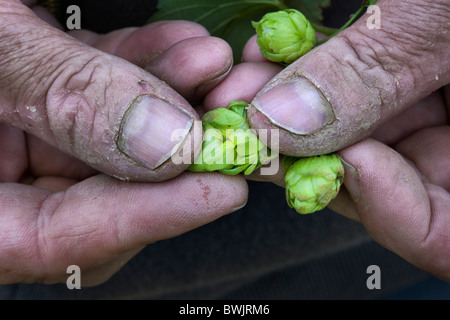 Close-up of hand holding cônes de houblon (Humulus lupulus), Poperinge, Belgique Banque D'Images