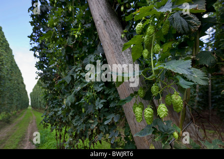 La récolte du houblon (Humulus lupulus), Poperinge, Belgique Banque D'Images