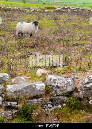 Des moutons paissant près d'un mur de pierre sur la lande Dartmoor National Park dans le sud-ouest de l'Angleterre Devon UK Banque D'Images