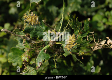 Rameau Buff (Phalera bucephala) chenilles endommagées sur le feuillage du chêne Banque D'Images