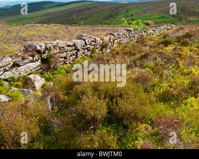 Mur de pierres sèches près de Princetown dans le Parc National de Dartmoor dans le Devon du sud-ouest de l'Angleterre Banque D'Images