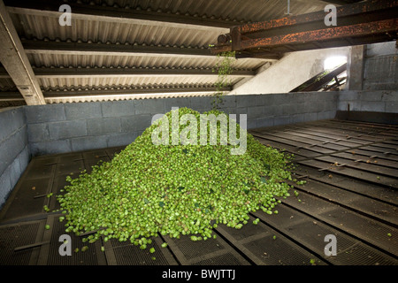 La récolte du houblon (Humulus lupulus), Poperinge, Belgique Banque D'Images