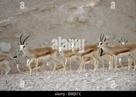 Sand les gazelles (Gazella subgutturosa marica) sur Sir Bani Yas Island Wildlife Reserve, Abu Dhabi Banque D'Images