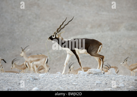 Blackbuck mâle reproducteur (Antilope cervicapra) sur Sir Bani Yas Island Wildlife Reserve, Abu Dhabi Banque D'Images