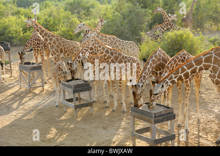 Adultes et jeunes Girafe (Giraffa camelopardalis) à la station d'alimentation sur l'île de Sir Bani Yas, EAU Banque D'Images