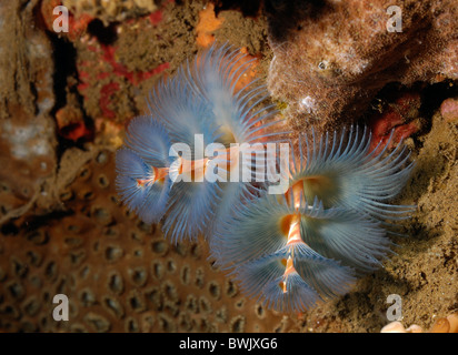 Spirobranchus giganteus ver arbre de Noël, Serpulidae, Tulamben, Bali, Indonésie, Tulamben Banque D'Images