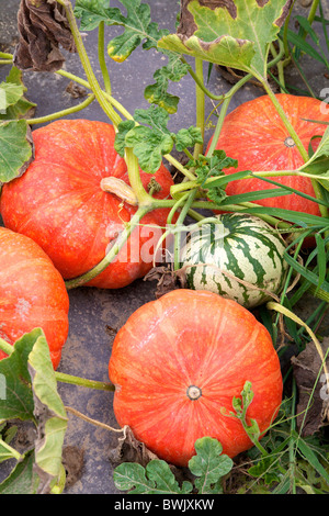 Les citrouilles poussant dans la Loire France en août Banque D'Images