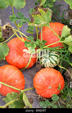 Les citrouilles poussant dans la Loire France en août Banque D'Images