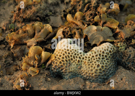 Stony Coral Porites solida sur la plage de Gilimanuk, Bali, Indonésie, Asie, indo-pacifique Banque D'Images