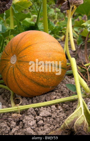 Les citrouilles poussant dans la Loire France en août Banque D'Images