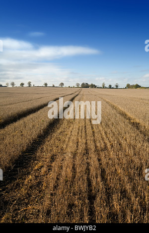 Champ de chaumes en automne avec ciel bleu, Swaffham Prior, Cambridgeshire East Anglia UK Banque D'Images