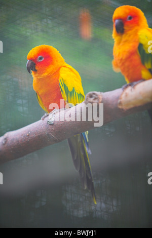 Deux conures du soleil, des perruches orange vif et jaunes, perchées sur une branche Banque D'Images