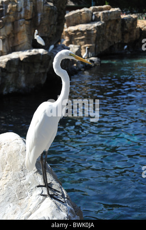 Grande Aigrette Ardea alba Banque D'Images