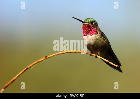 Un large-tailed Hummingbird faible flexion un saule. Banque D'Images