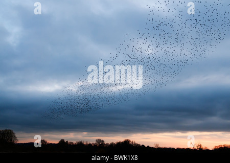 Murmuration exaltation, un étourneau troupeau forme une masse acrobatique fantastique avant de se percher à Brandon Marsh Warwickshire Banque D'Images