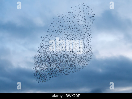 Murmuration exaltation, un étourneau troupeau forme une masse acrobatique fantastique avant de se percher à Brandon Marsh Warwickshire Banque D'Images