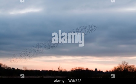 Murmuration exaltation, un étourneau troupeau forme une masse acrobatique fantastique avant de se percher à Brandon Marsh Warwickshire Banque D'Images