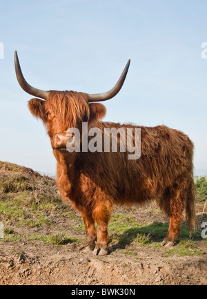 Single Highland Cow standing face vers l'avant contre un fond de ciel bleu Banque D'Images