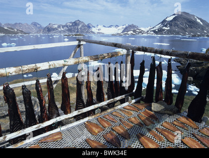 La côte est du Groenland cap Kulusuk Dan joints peau sèche du poisson de séchage le séchage à l'air de manger de la viande la viande de phoque Banque D'Images