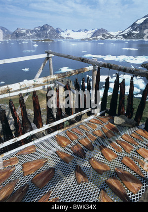 La côte est du Groenland cap Kulusuk Dan joints peau sèche du poisson de séchage le séchage à l'air de manger de la viande la viande de phoque Banque D'Images