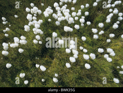 Greenland Kulusuk sur la côte est de l'été Dan cap meadow meadow Eriophorum linaigrette fleurs fleurs blanches Banque D'Images