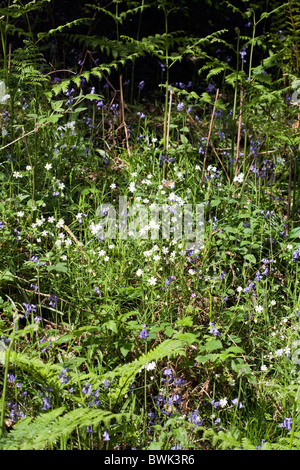 Jacinthes et une plus grande à woodland dans Eskdale stellaire à Lake District Cumbria England Banque D'Images