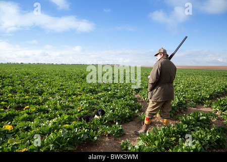 Un Shooter (gun) et son gundog attendant l'gibier passant dans un champ de betteraves à sucre, sur un tournage, España Banque D'Images