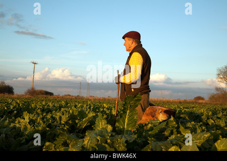 Un Shooter (gun) et son gundog attendant l'gibier passant sur un tournage, España Banque D'Images