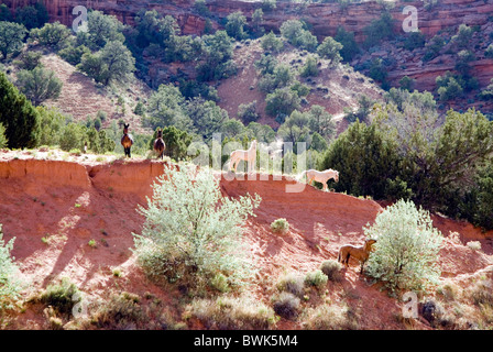 Chevaux sauvages chevaux sauvages jeu envahi par la végétation du désert paysage paysages animaux national Navajo Banque D'Images