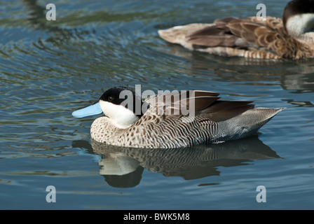 L'érismature rousse Oxyura jamaicensis eclipse mâle bec loi bleu Banque D'Images