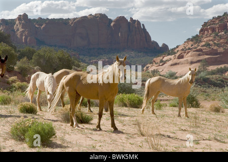 Chevaux sauvages chevaux sauvages jeu envahi par la végétation du désert paysage paysages animaux national Navajo Banque D'Images