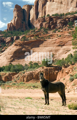 Chevaux sauvages chevaux sauvages jeu envahi par la végétation du désert paysage paysages animaux national Navajo Banque D'Images