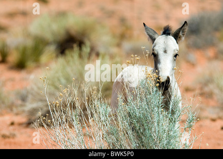 Wild horse chevaux sauvages jeu envahi par la végétation animaux animal paysage paysage monument du désert Banque D'Images