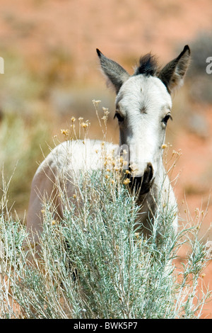 Wild horse chevaux sauvages jeu envahi par la végétation animaux animal paysage paysage monument du désert Banque D'Images