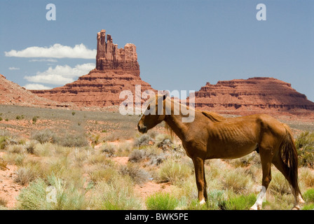 Wild horse emaciatedly maigres minces chevaux sauvages jeu envahi par la végétation paysages l'animal animaux Banque D'Images