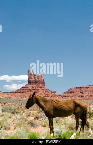 Wild horse emaciatedly maigres minces chevaux sauvages jeu envahi par la végétation paysages l'animal animaux Banque D'Images