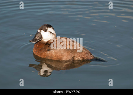 L'érismature rousse Oxyura jamaicensis famille des Anatidés femelles Banque D'Images