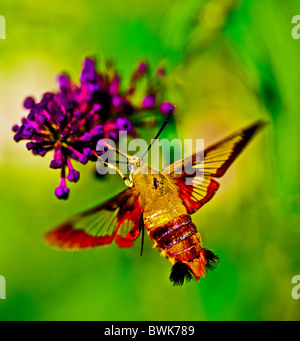 Ailes claires papillon Colibri se nourrissant d'arbre aux papillons fleurs jardin d'été à Illinois Banque D'Images