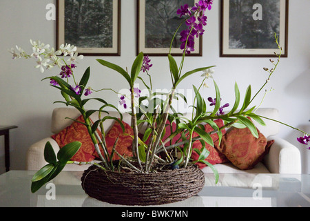 Arrangement d'orchidées dans le salon de la Place Havelock Bungalow, hôtel, Colombo, Sri Lanka, Asie Banque D'Images