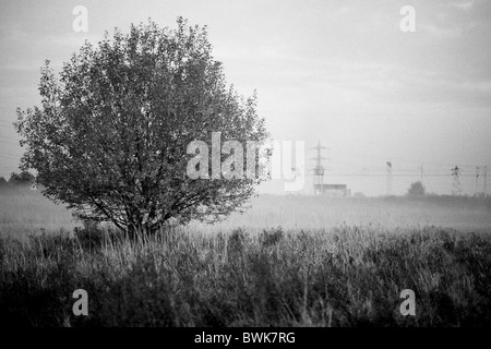 Brouillard dans le parc 5 Banque D'Images